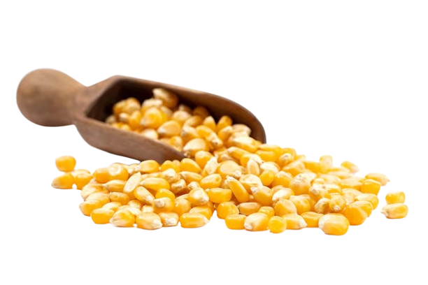 corn seeds